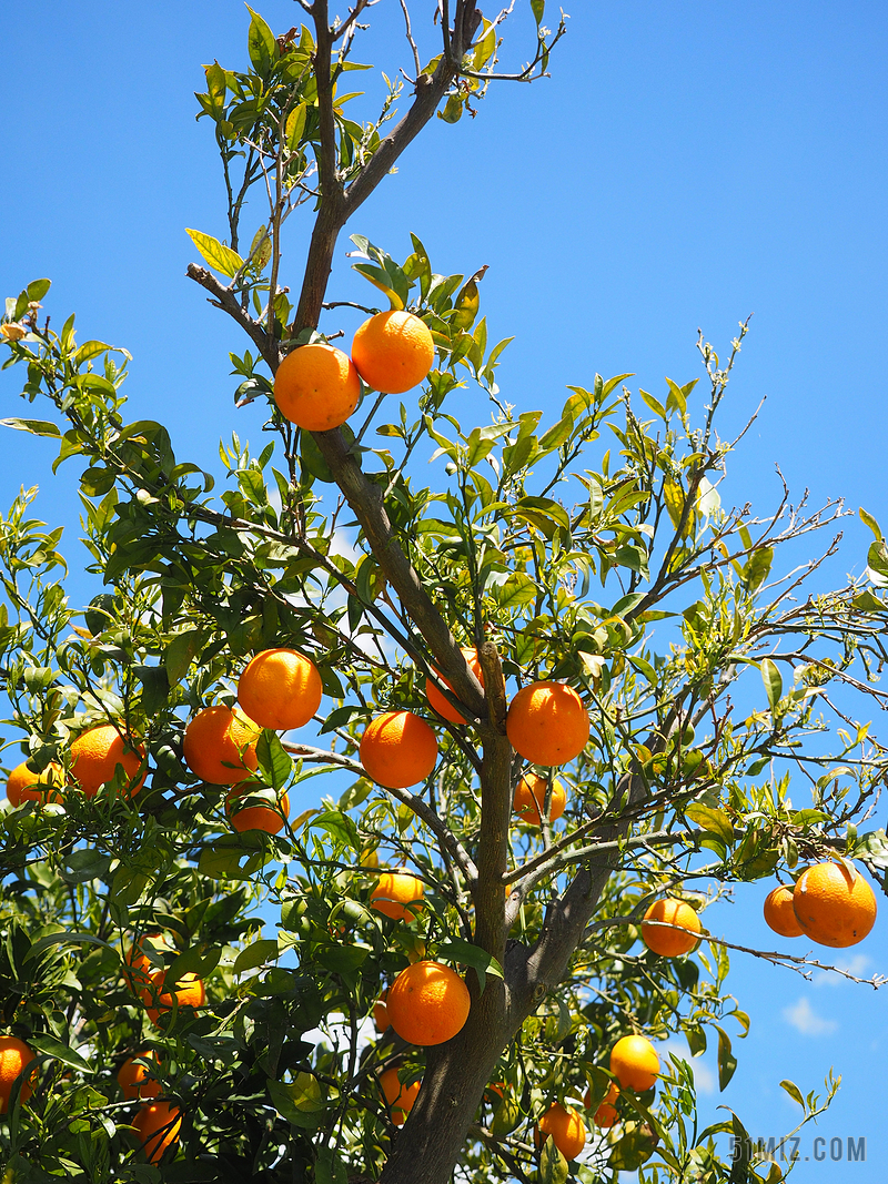 蓝色户外水果果树橘子植物背景图片
