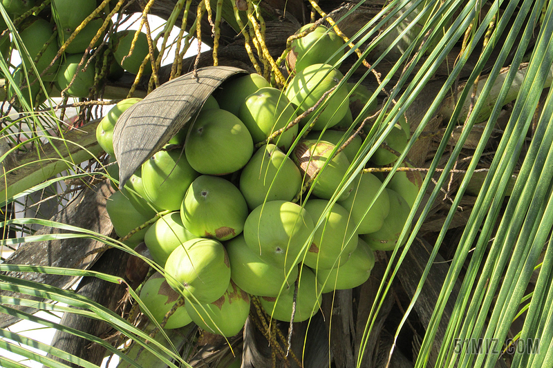 绿色热带水果果实椰子背景图片