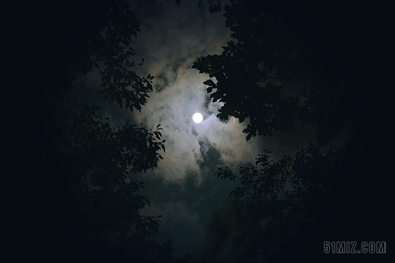 月下森林夜景图片图片