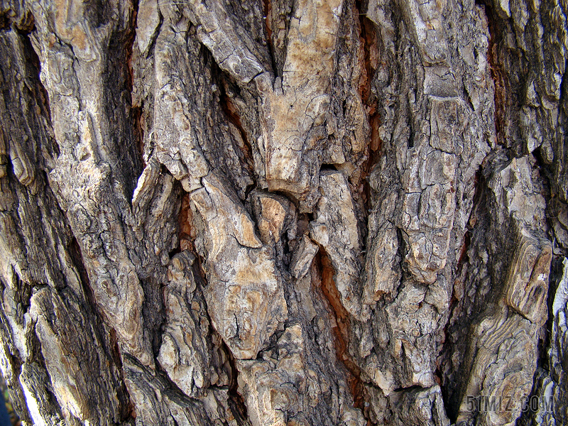 油松的树皮图片
