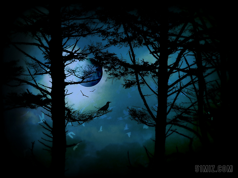 夜晚黑暗的森林背景图片