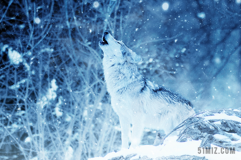 蓝色雪狼的嚎叫背景图片免费下载 觅知网
