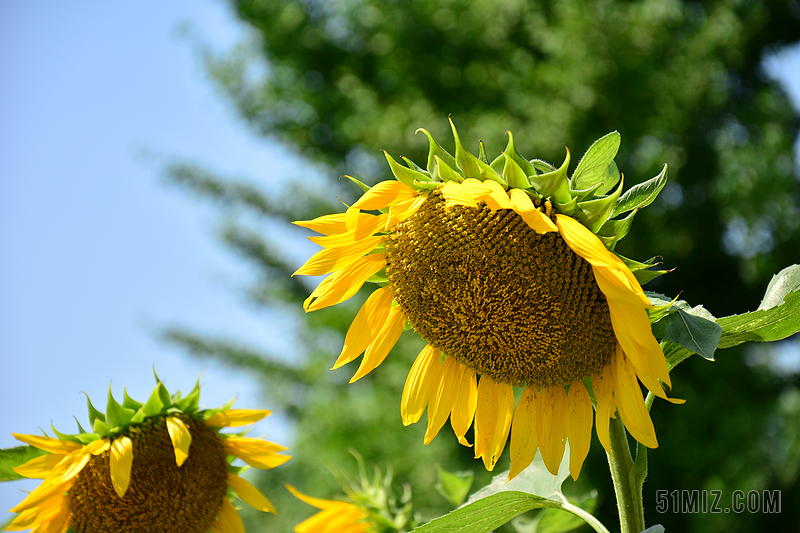 大自然 植物 花 夏季 场 葵花 向日葵 黄色 积极向上