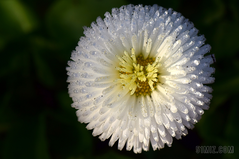 雏菊 鹅花 白 露水 morgentau 开花 白花 潮湿