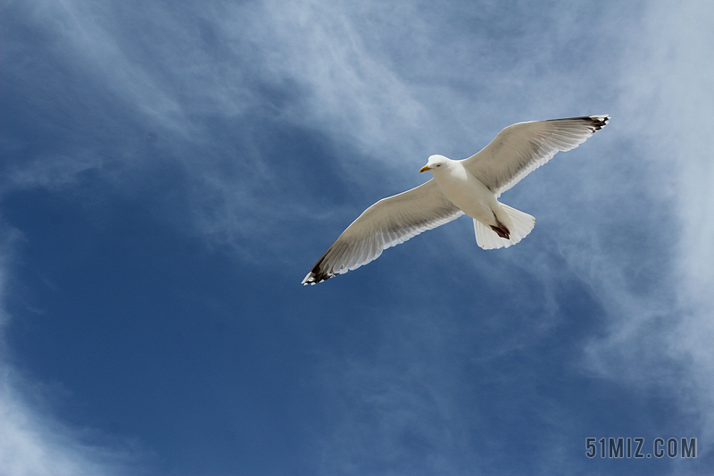 唯美翱翔的海鸥背景图片