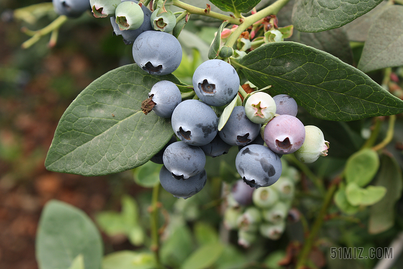 蓝莓 越桔 异国风味的水果