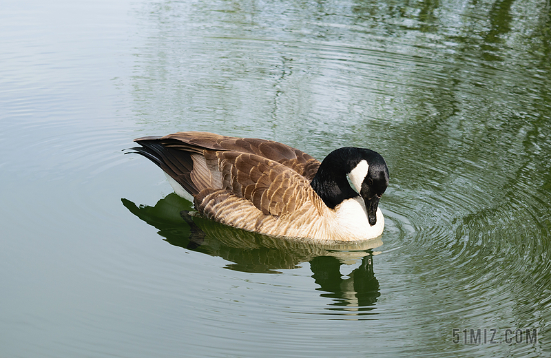 鳥池水湖 自然 鵝 野生 動物 野生動物 水禽