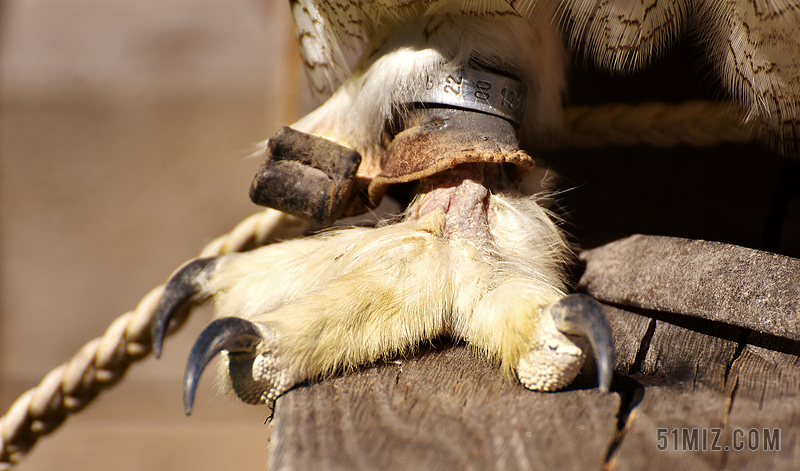 雕鸮的爪子图片