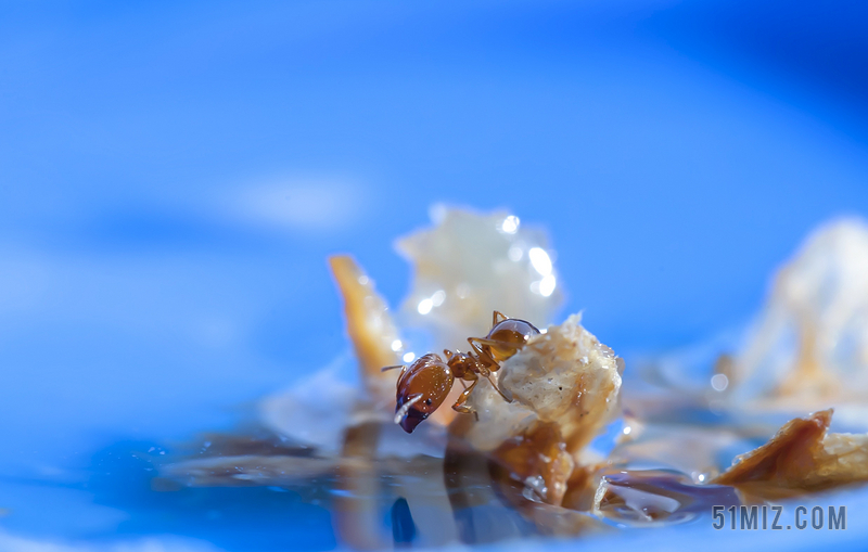 特写 蓝色 蚂蚁 颜色 水 液体 动物 昆虫