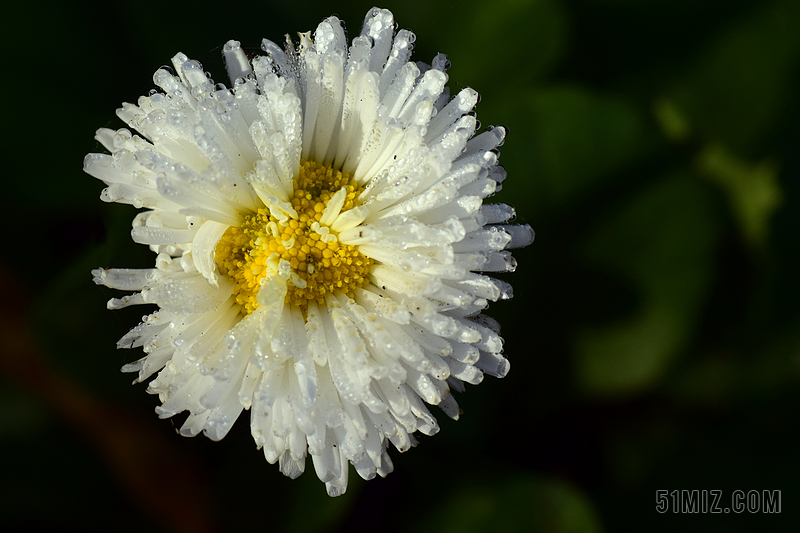 雏菊 鹅花 白 露水 morgentau 开花 白花 潮湿