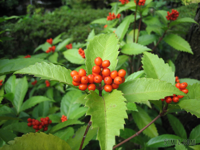 草珊瑚 植物 紅果子 紅色 滿山香 觀音茶 九節花 接骨木