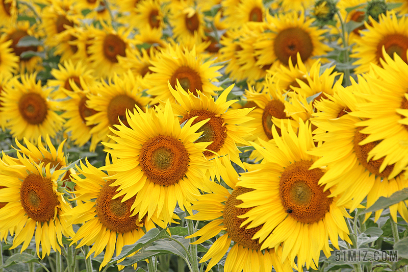 太阳花花黄色开花夏季黄色花图片免费下载 觅知网
