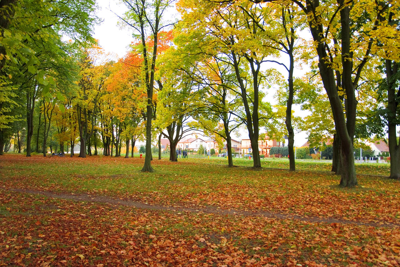 公园风景黄树叶图片图片