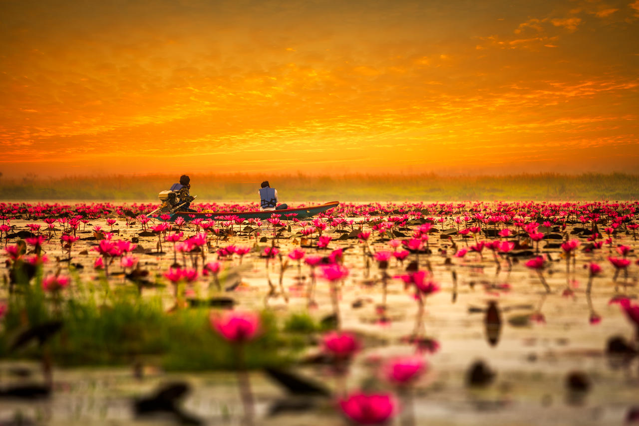 日出时的海边的红色花朵绽开泰国旅游